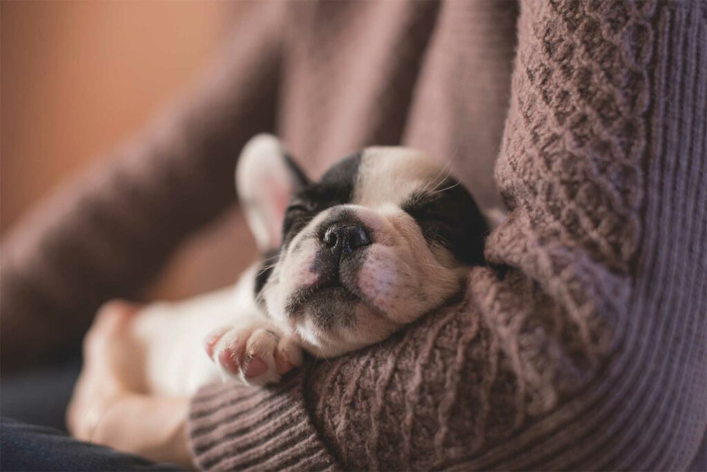 sleepy dog held in womans arm