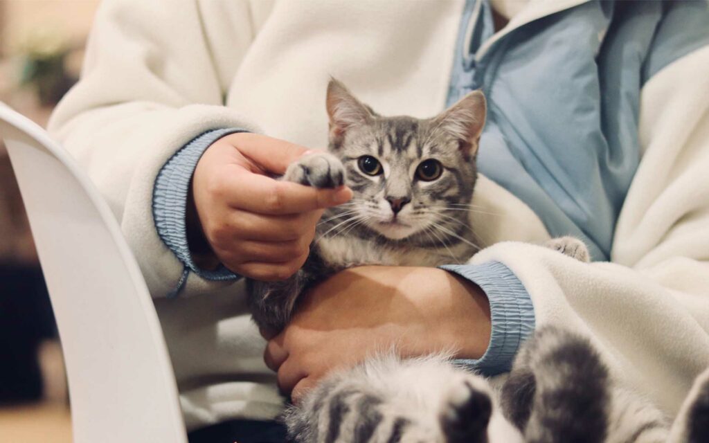 vet in chair holding cat