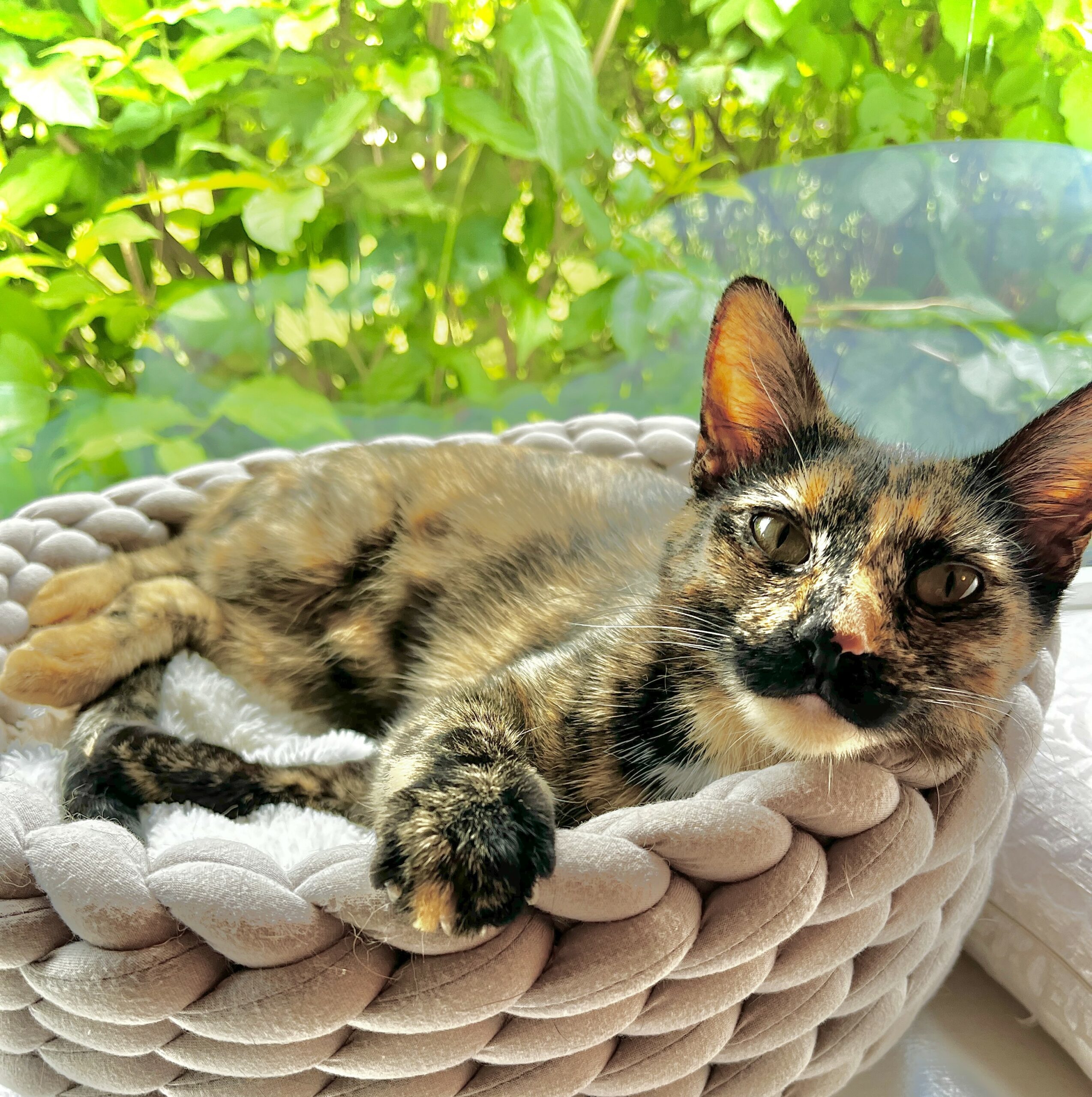 vetcare-team-member