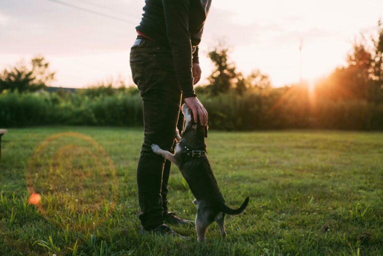 dog veterinarian pet owner vet